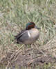 Green winged Teal